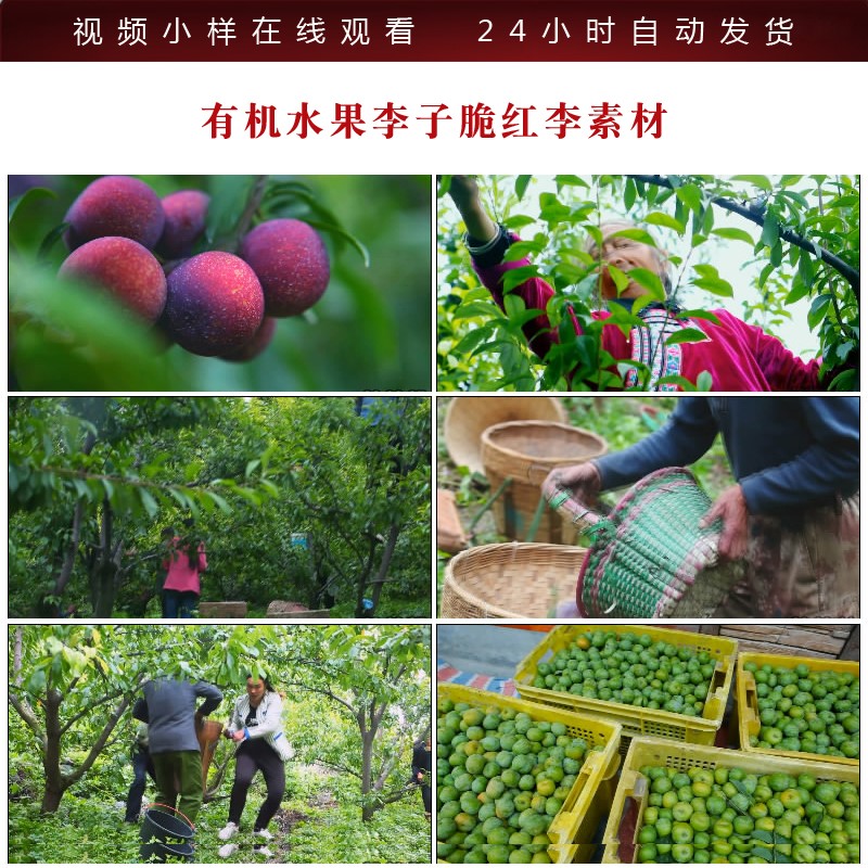 m499有机水果李子高清视频脆红李采摘种植果农果业视频素材